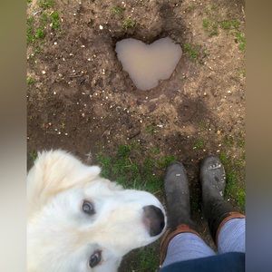 Puppy not for sale ! Lol